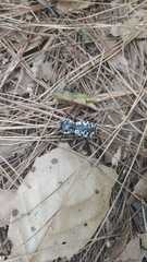 Zopherus nodulosus nodulosus