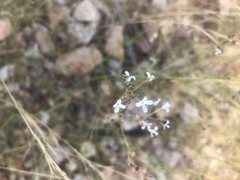 Kohautia caespitosa brachyloba