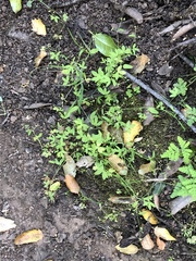 Ranunculus hebecarpus