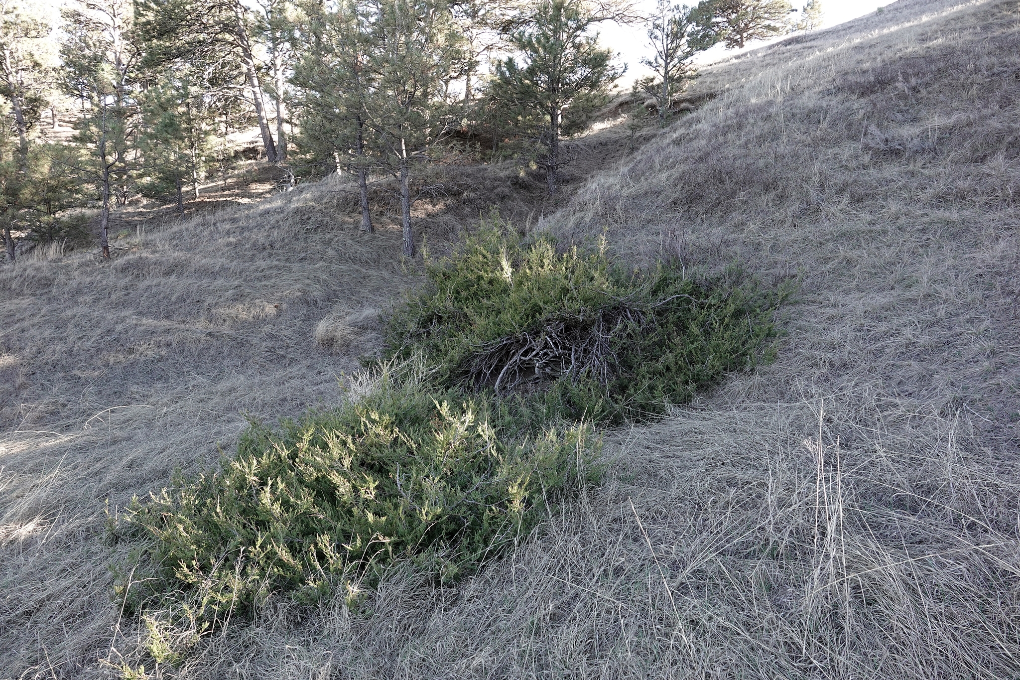 Juniperus X fassettii