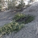 Juniperus × fassettii - Photo (c) Colin Croft, μερικά δικαιώματα διατηρούνται (CC BY), uploaded by Colin Croft