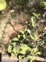 Sesamothamnus lugardii