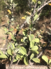 Sesamothamnus lugardii