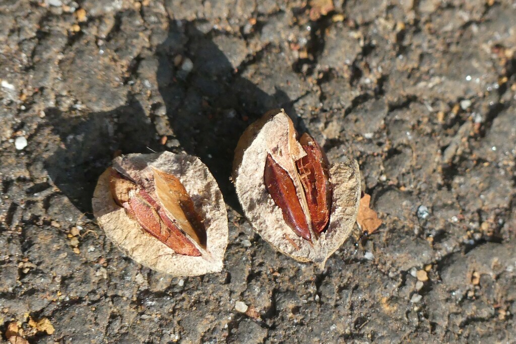 Cassine paniculata