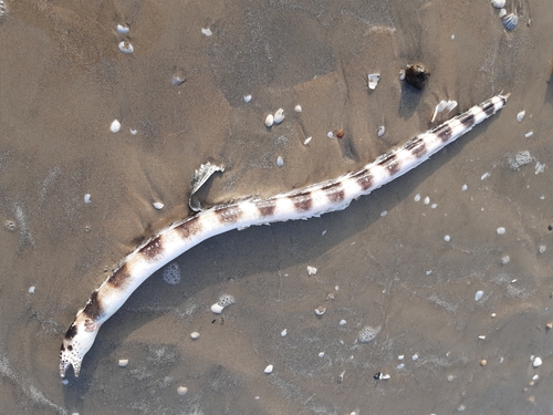 Gebande slangaal (Pisodonophis semicinctus) — Ophichthidae — 2