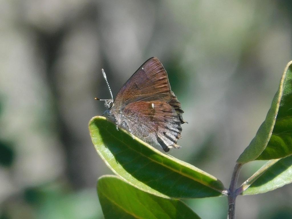 henry-s-elfin-from-far-north-central-san-antonio-tx-usa-on-february