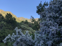 Ceanothus oliganthus
