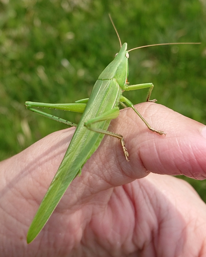 Euconocephalus thunbergii