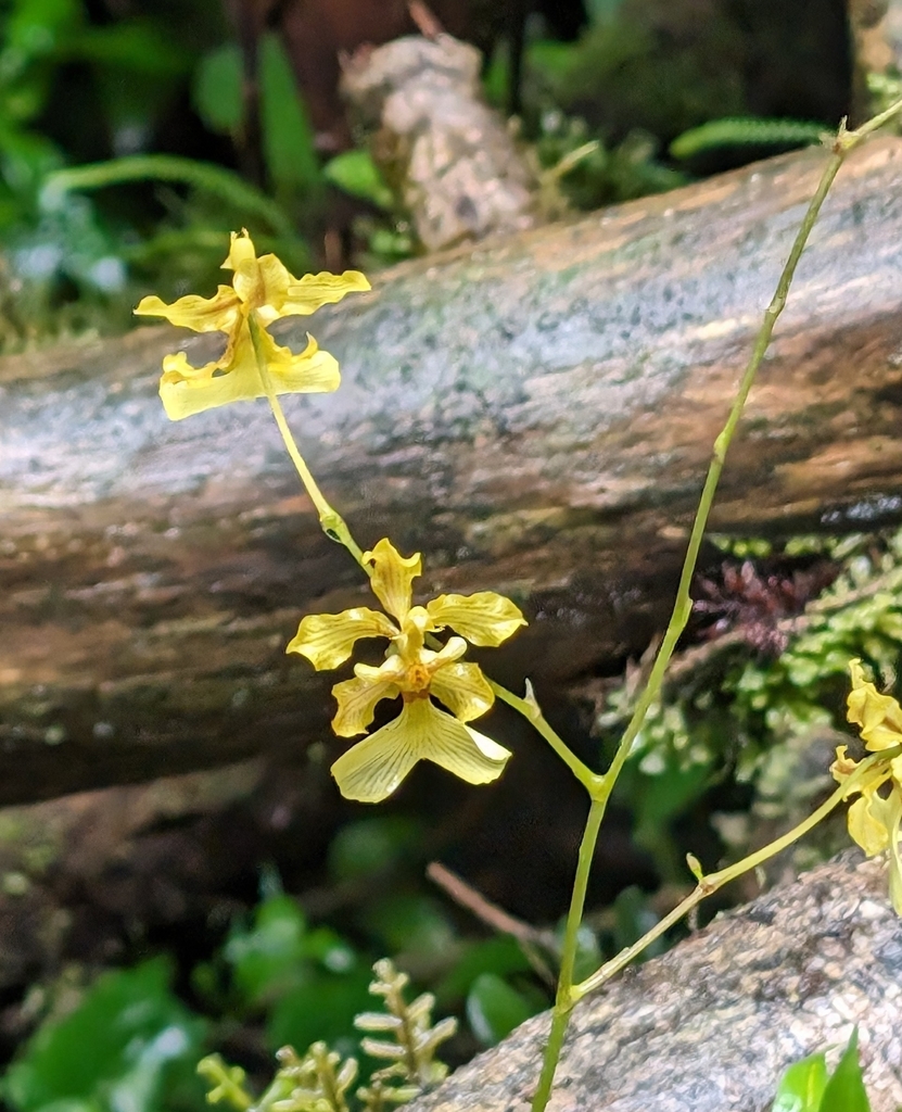Oncidium obryzatoides
