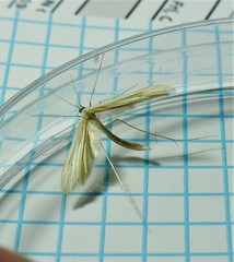 Hellinsia homodactylus