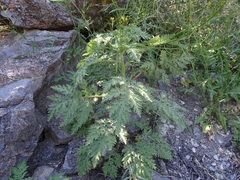 Hedosyne ambrosiifolia