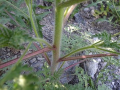 Hedosyne ambrosiifolia