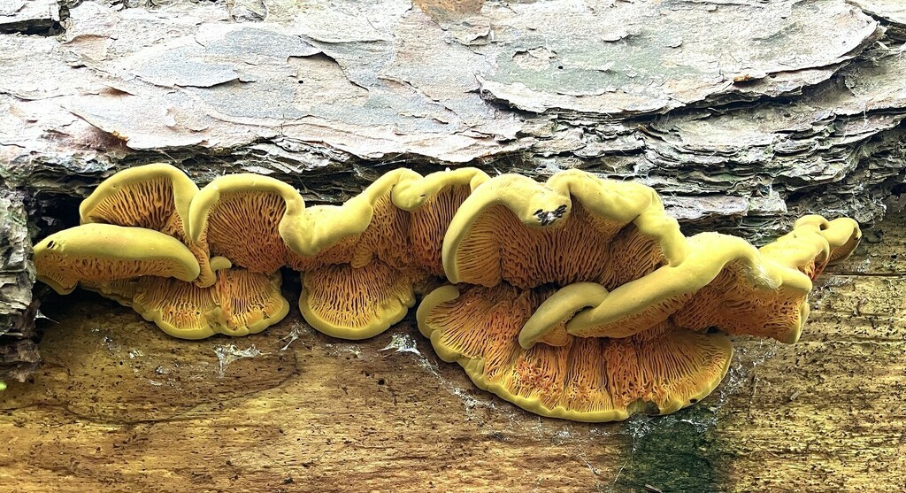 Pseudomerulius curtisii