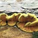 波紋樁菇 - Photo 由 Cindi Fitzgerald 所上傳的 (c) Cindi Fitzgerald，保留部份權利CC BY-NC