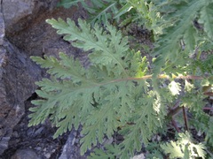 Hedosyne ambrosiifolia