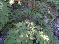 Hedosyne ambrosiifolia