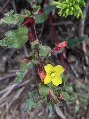 Camissoniopsis lewisii