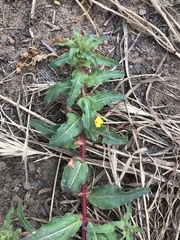 Camissoniopsis lewisii