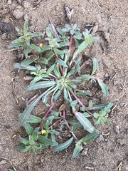 Camissoniopsis lewisii