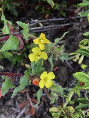 Camissoniopsis lewisii