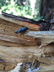 Platycerus oregonensis