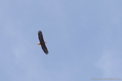 Bald Eagle photographed in Nevada