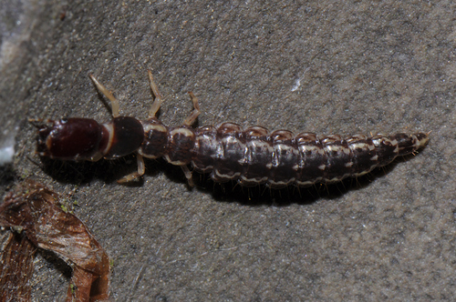 Taškuotasis kupriukas nuotrauka