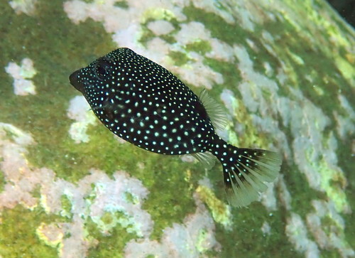 Spotted Boxfish