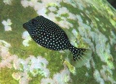Spotted Boxfish photo 2
