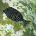 Spotted Boxfish - Photo (c) Harry Rosenthal, some rights reserved (CC BY-NC), uploaded by Harry Rosenthal