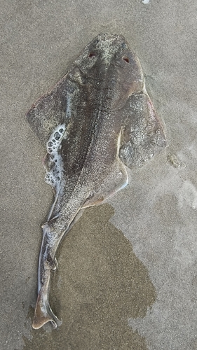 Angular angel shark (Squatina guggenheim) — Squatinidae — 5