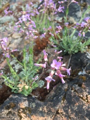 Boechera breweri
