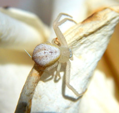 Araneae