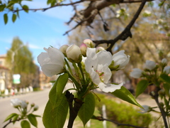 Pyrus ussuriensis