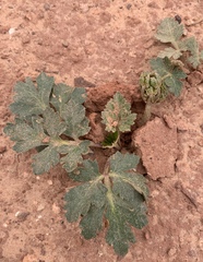 Cymopterus