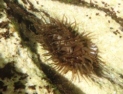 Aulactinia veratra