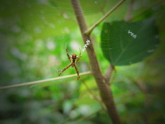 Argiope perforata