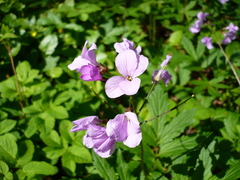 Cardamine quinquefolia