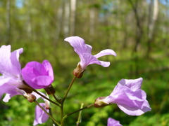 Cardamine quinquefolia