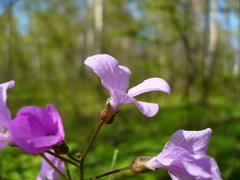 Cardamine quinquefolia