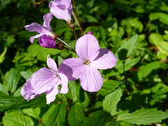 Cardamine quinquefolia