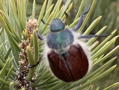 Paracotalpa granicollis