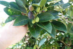 Chionanthus ramiflorus