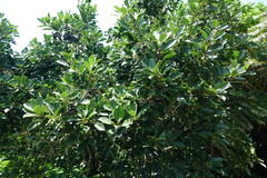 Chionanthus ramiflorus