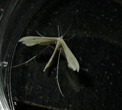 Hellinsia homodactylus