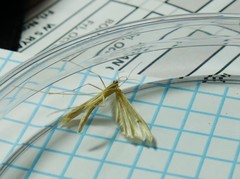 Hellinsia homodactylus