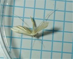 Hellinsia homodactylus