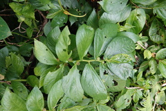 Elatostema edule