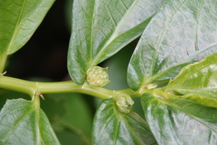 Elatostema edule