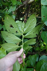 Elatostema edule